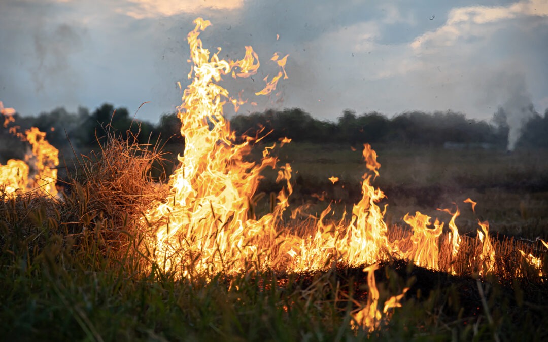 Aprendiendo a «leer» el fuego