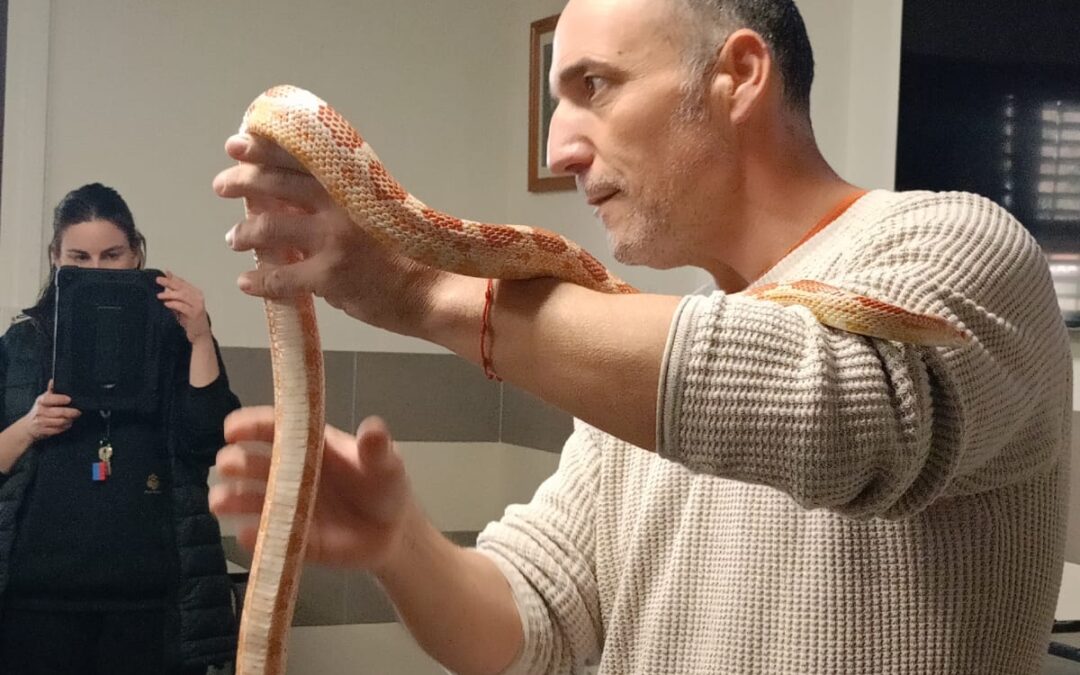 Una serpiente, una tarántula y un camaleón toman el aula para enseñar respeto por la naturaleza
